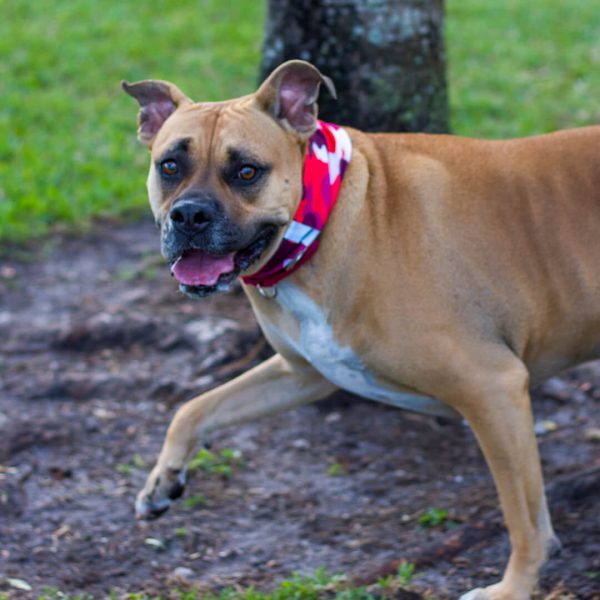 Dog Shields  | Tactical | White Online - Image 4
